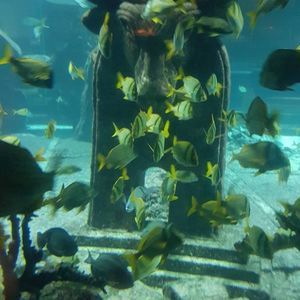 Meet your Posher, Paula